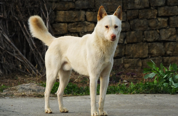 最忠诚的狗排名第一