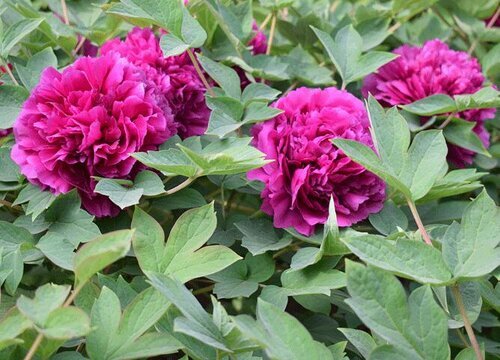 牡丹什么时候播种好