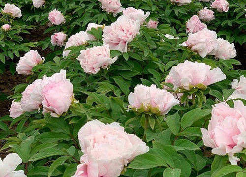 牡丹什么时候播种好