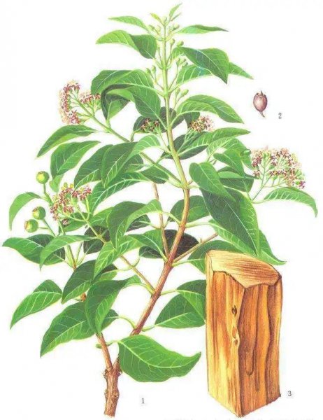 檀香是什么味道