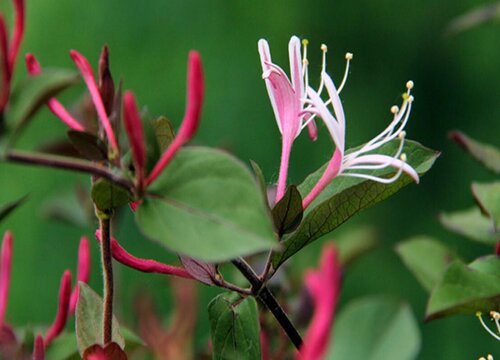 金银花和二花的区别