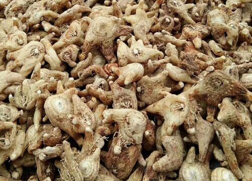 白芨可以泡水喝吗