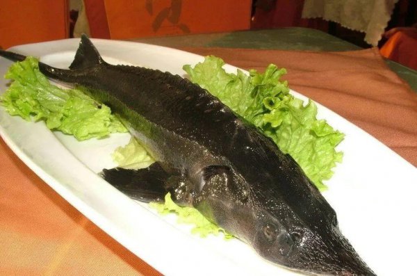 养殖什么鱼利润高