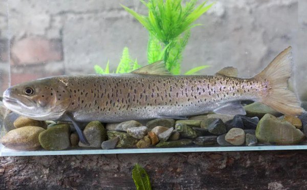 养殖什么鱼利润高