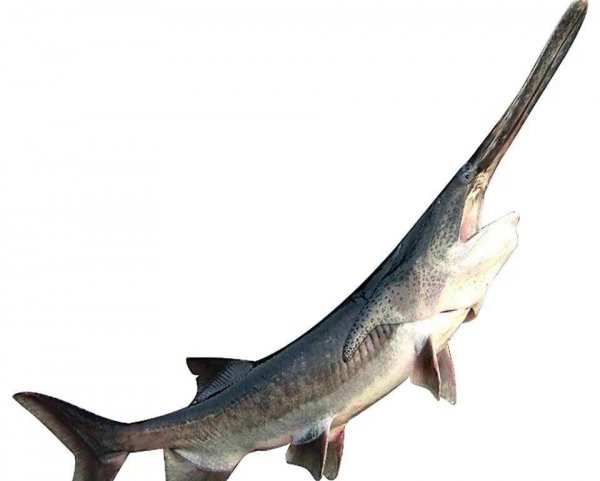 养殖什么鱼利润高