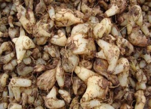 白芨可以泡水喝吗