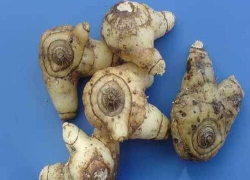 白芨可以泡水喝吗