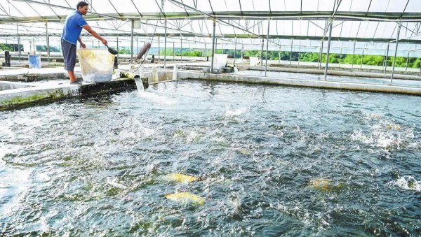 养殖什么鱼利润高