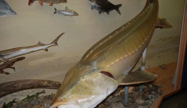 养殖什么鱼利润高