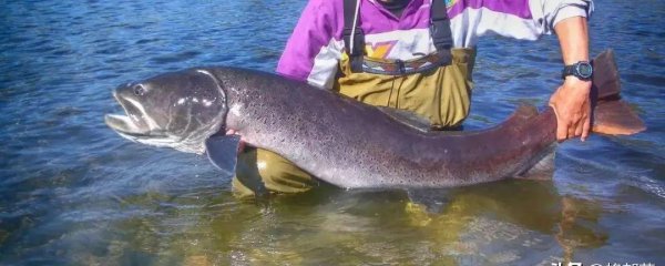 养殖什么鱼利润高