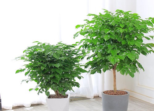 平安树冬天怎么养护