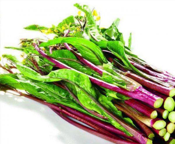 9月份适宜种什么蔬菜