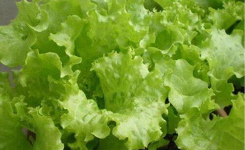 9月份适宜种什么蔬菜