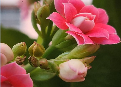 长寿花花瓣发黄发黑原因和处理方法