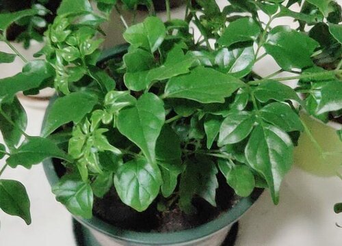 幸福树可以剪枝吗