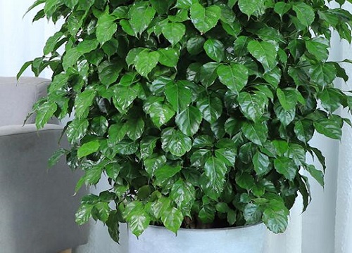 幸福树可以剪枝吗