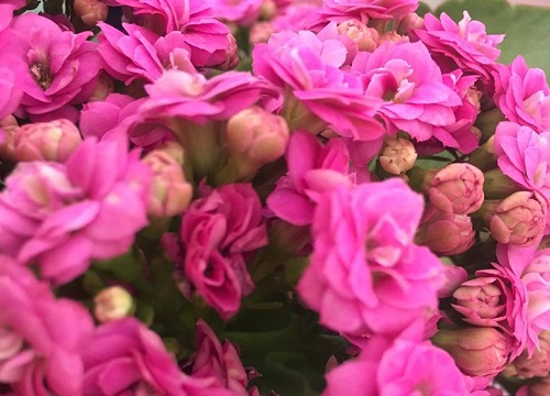 长寿花花瓣发黄发黑原因和处理方法