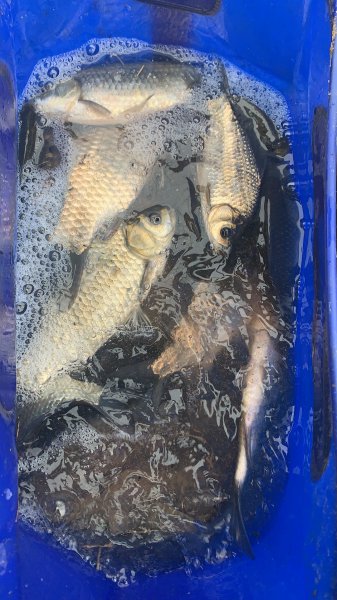 阿魏钓鱼到底有没有用