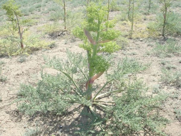 阿魏钓鱼到底有没有用