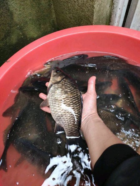 阿魏钓鱼到底有没有用