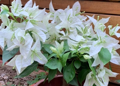 三角梅如何促花