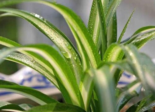 吊兰叶片容易折断怎么办