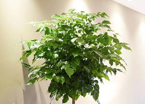 夏季幸福树叶子打卷的处理方法