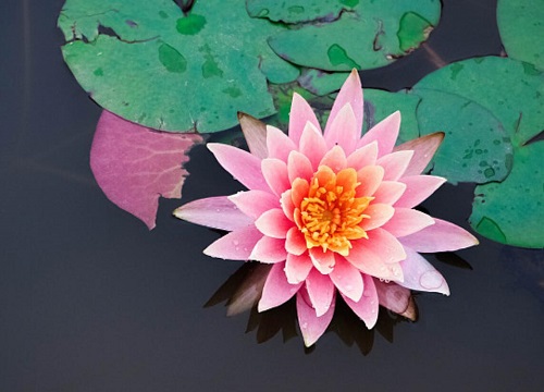 莲花什么时候开花