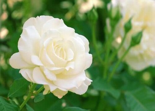 白玫瑰花的花语是什么意思