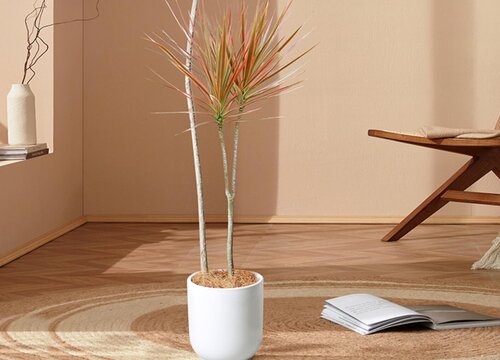 千年木能放在卧室吗