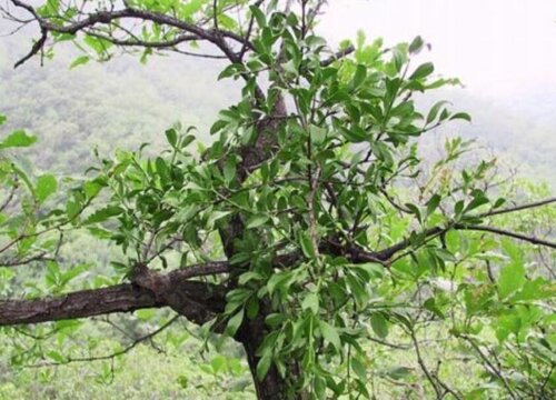 桑寄生是什么植物类别