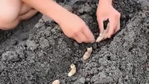 大姜的一年利润及前景分析