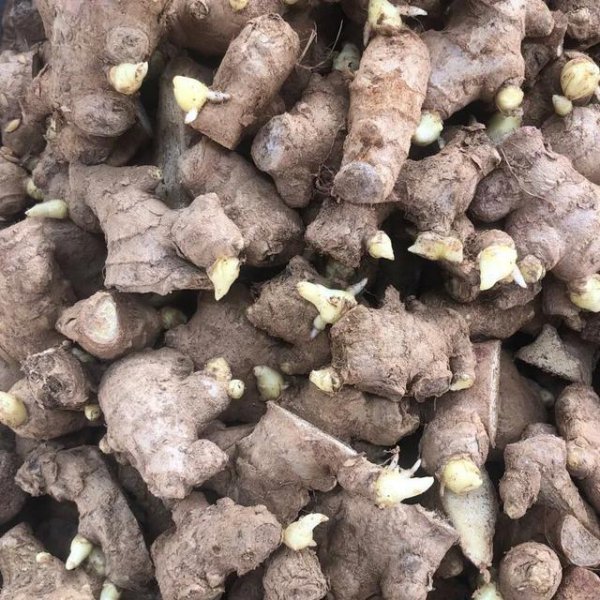 大姜的一年利润及前景分析