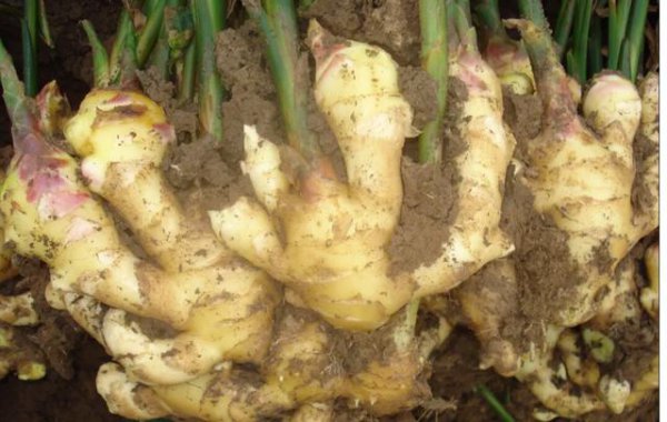 大姜的一年利润及前景分析