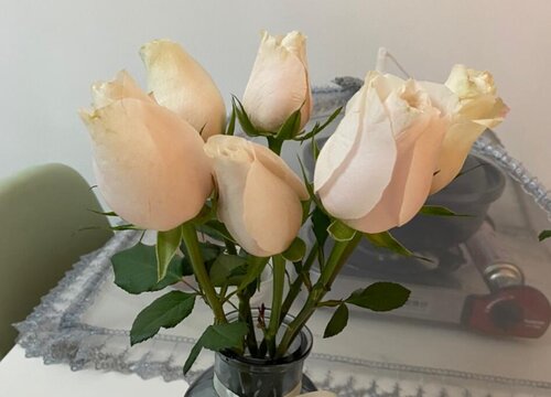 玫瑰花可以水培吗