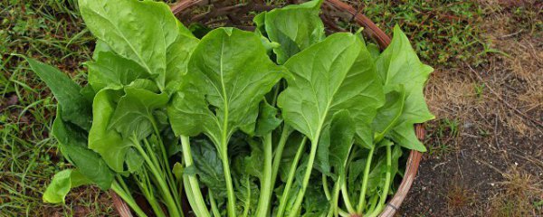 新鲜菠菜吃不了怎么保鲜好