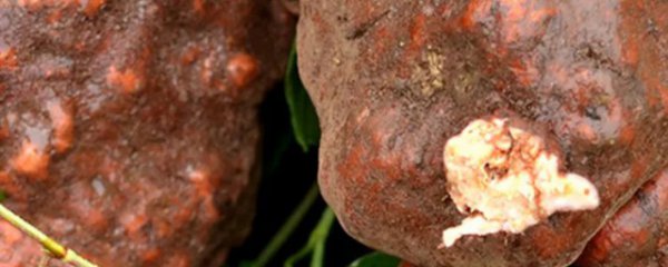 新鲜何首乌的正确吃法