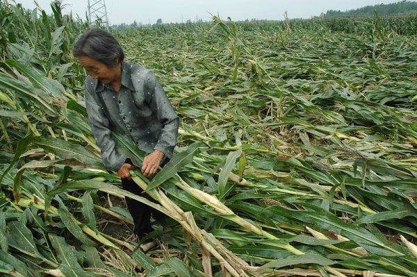 夏季玉米倒伏是什么原因造成的