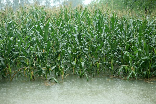 夏季玉米倒伏是什么原因造成的