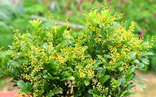 春天开花的植物