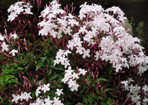 春天开花的植物