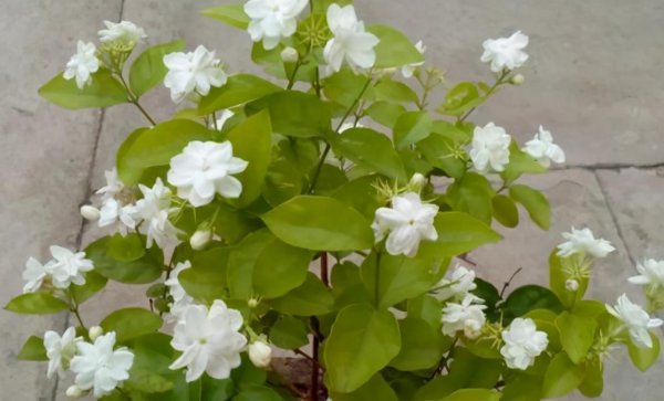 春天开花的植物