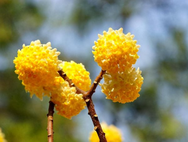 春天开花的植物