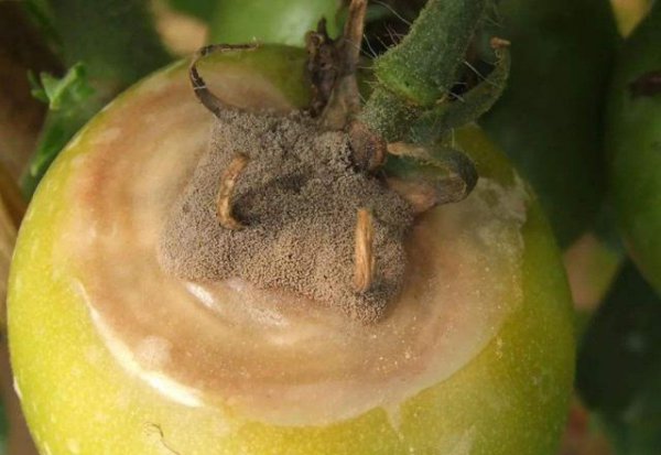 番茄灰霉病的发病规律与症状特点