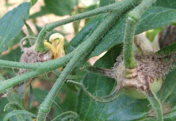 番茄灰霉病的发病规律与症状特点