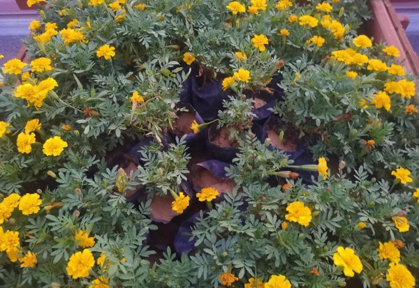 简述计划类文书的特点