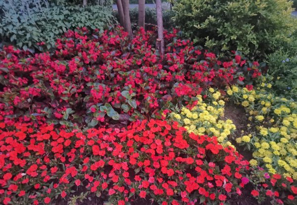 简述计划类文书的特点