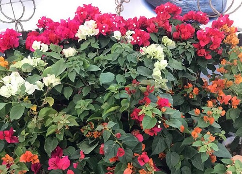 冬季养殖三角梅一定要做好的环节