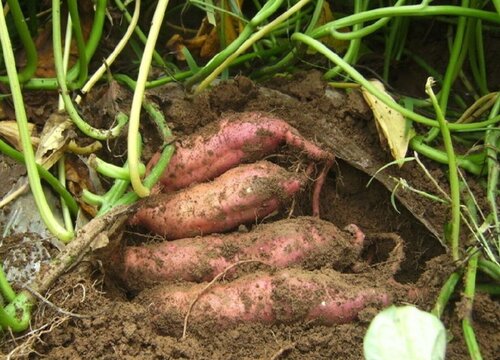 紫薯亩产量一般多少斤