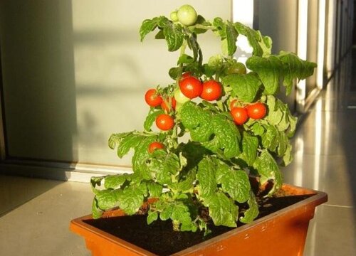 适合阳台栽种的植物